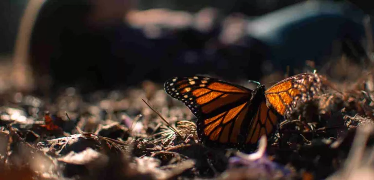 How Somatic Healing Sparks True Transformation