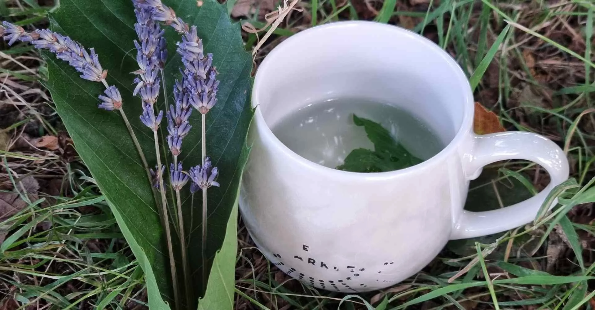 Natural springs and tree medicine