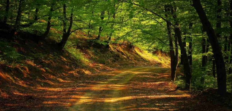 Somatic Healing - Trauma Release with Quantum Alignment (Silent Counselling)