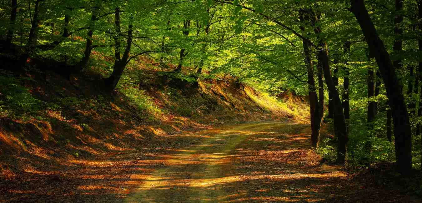 Somatic Healing - Trauma Release with Quantum Alignment (Silent Counselling)