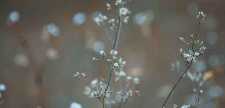 Somatic Tools to Heal Your Nervous System and Release Trauma