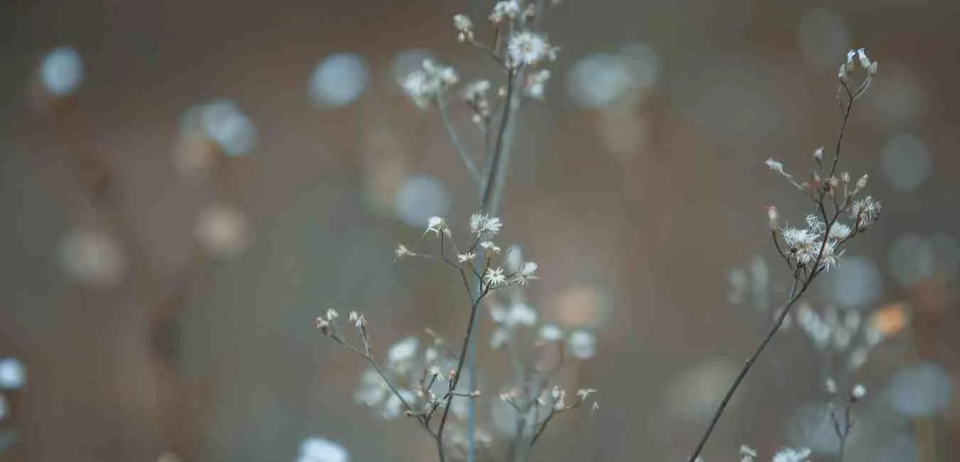 Somatic Tools to Heal Your Nervous System and Release Trauma