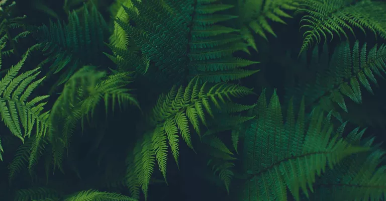 Tania Meacher Sacred Feminine Mentor and Ancestral Alchemist