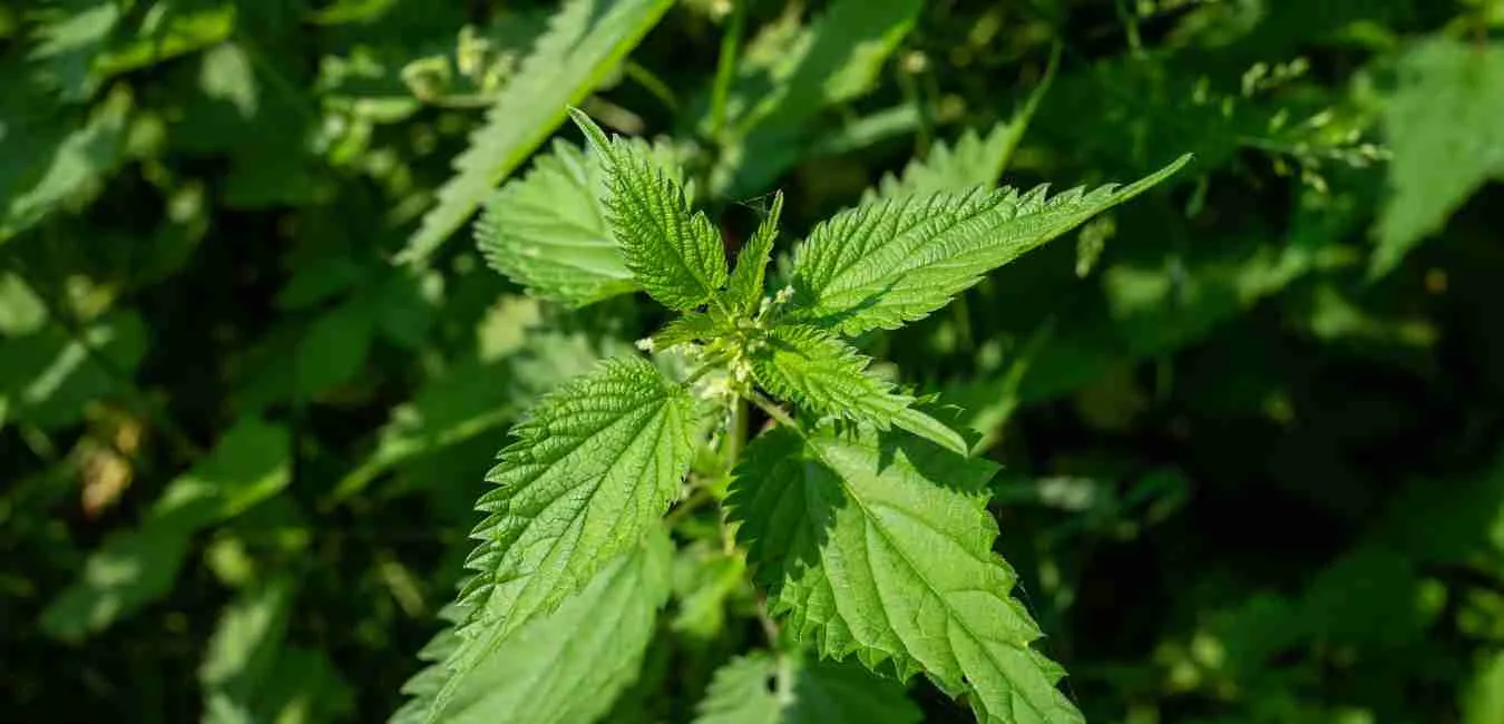 Nettles: Myth, Magic & Medieval Lore