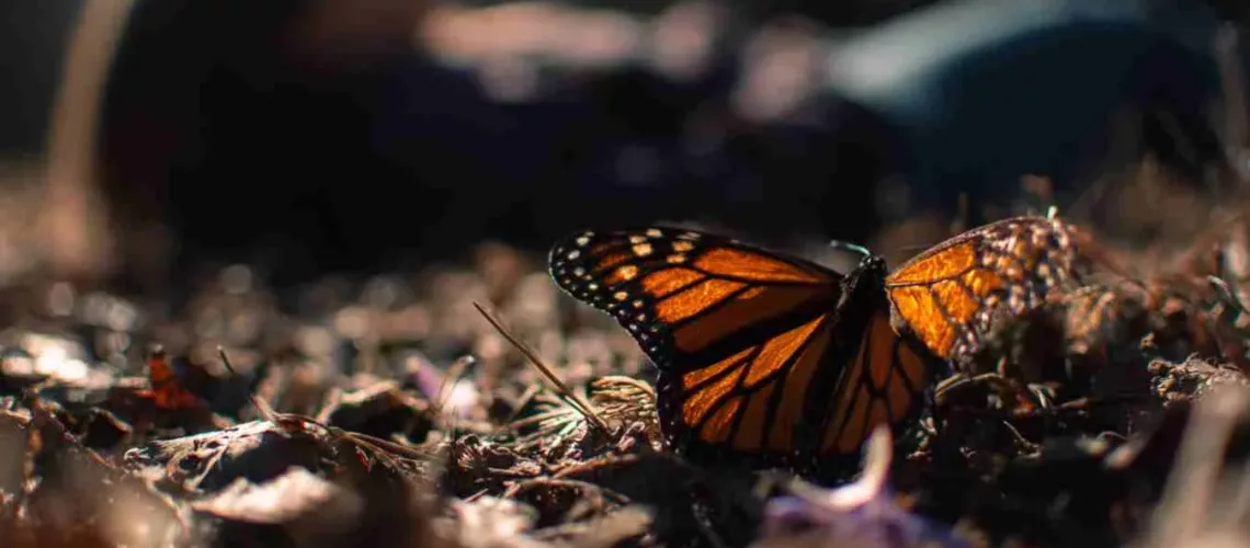 How Somatic Healing Sparks True Transformation