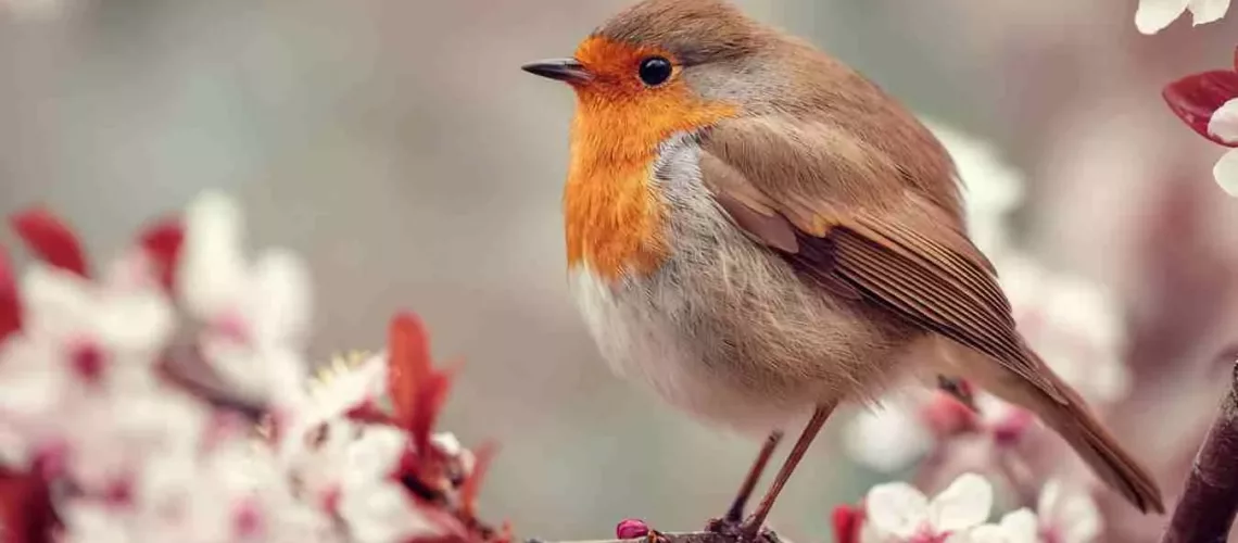 March Correspondences A Witch’s Guide to the Magic of Renewal