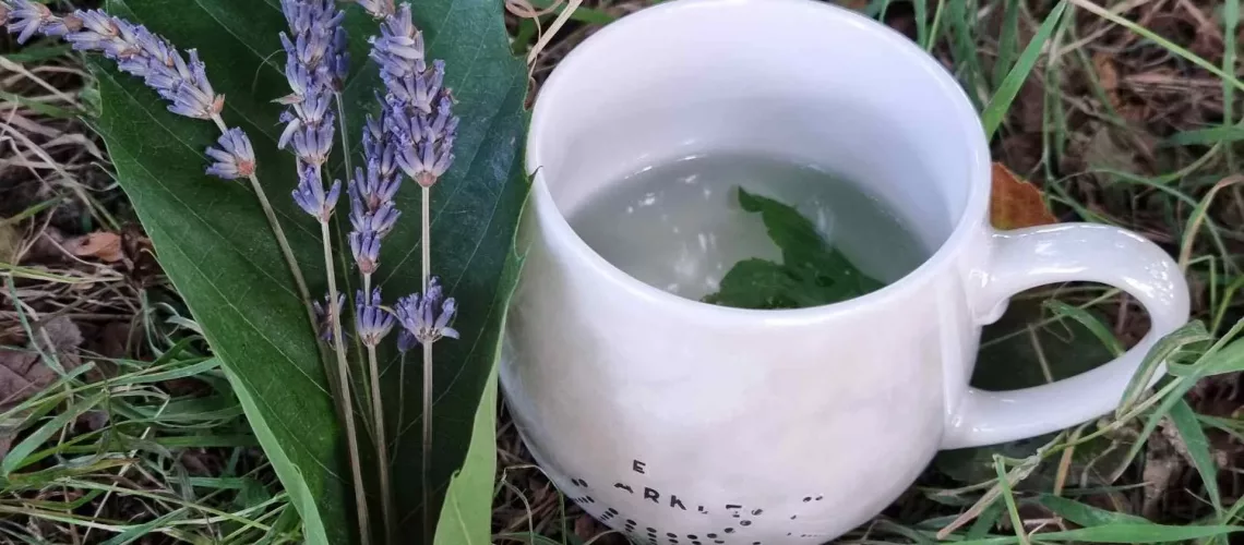 Natural springs and tree medicine