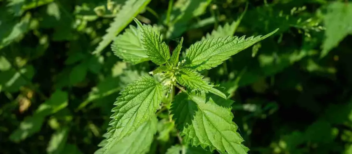 Nettles: Myth, Magic & Medieval Lore