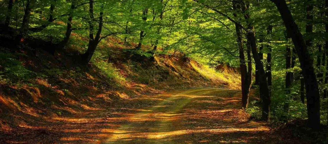 Somatic Healing - Trauma Release with Quantum Alignment (Silent Counselling)