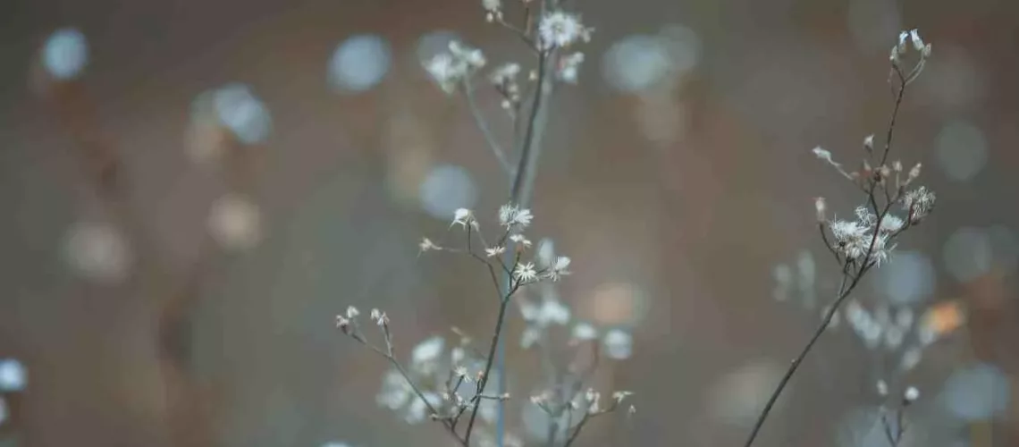 Somatic Tools to Heal Your Nervous System and Release Trauma